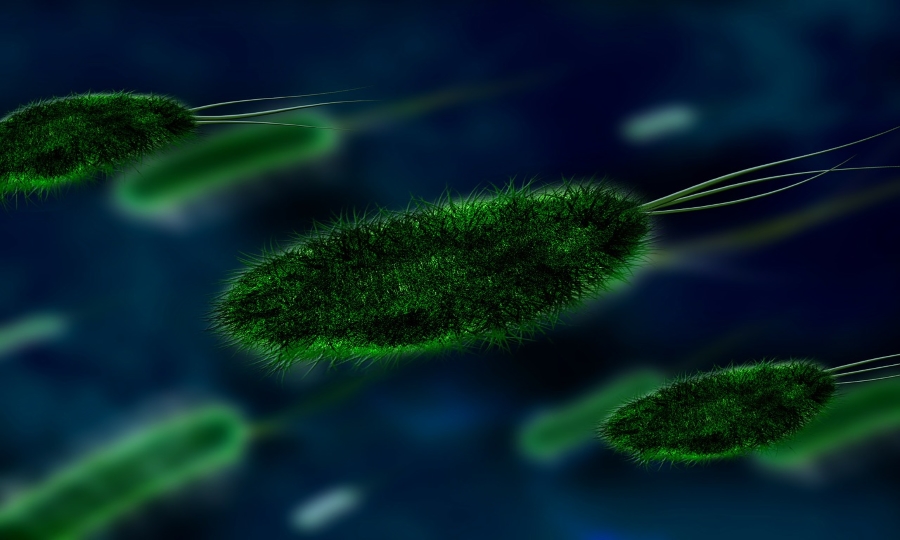 Zdjęcie przedstawia bakterię koli.